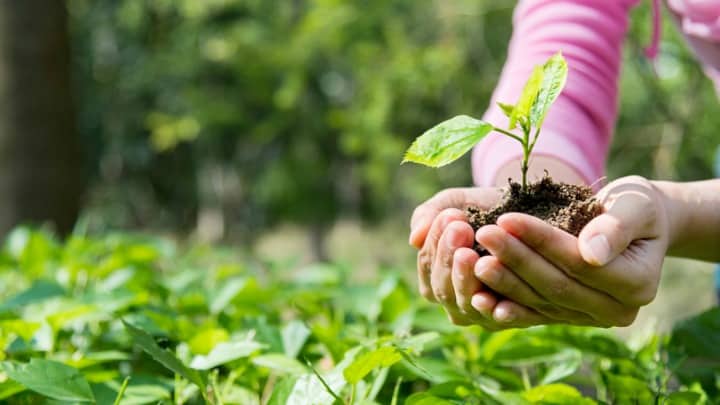 Object Lesson & Craft: Good Dirt and Good Seeds (Mark 4:1-20)