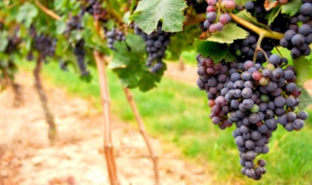 Preschool Bible Lesson - Jesus is the vine, we are the branches.